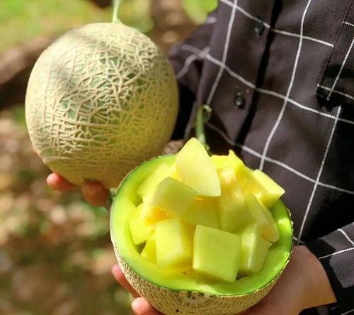 超级大瓜在线吃,带你领略网络娱乐新风尚