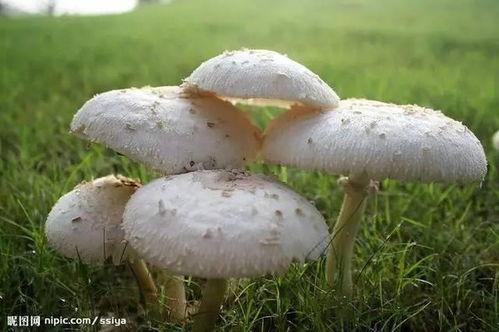 蘑菇精品视频吃瓜,揭秘吃瓜背后的趣味与真相