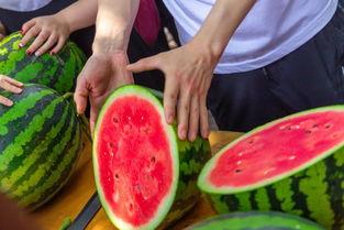 回宿舍吃瓜,揭秘回宿舍后的那些八卦趣事