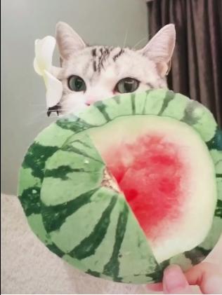 吃瓜扇怎么画,揭秘吃瓜扇的绘制艺术