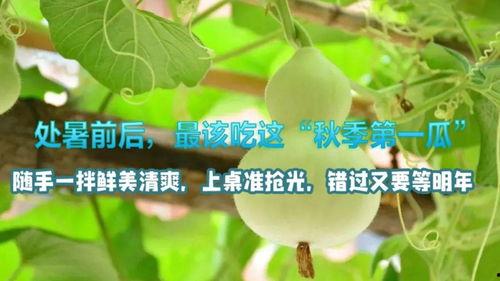 处暑吃瓜,瓜果飘香,尽享清凉夏日盛宴