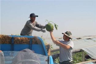 吃瓜群众赵女士,揭秘娱乐圈那些事儿