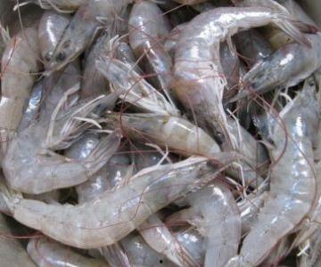 吃贝贝瓜可以吃虾吗,美味搭配的禁忌与建议