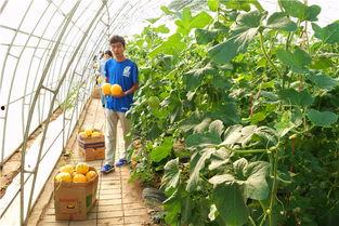 孕妇梦见田间摘瓜吃,田间摘瓜吃,预示着什么?