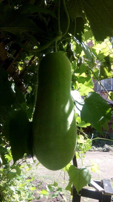 吃瓜专业人员,揭秘娱乐圈幕后真相