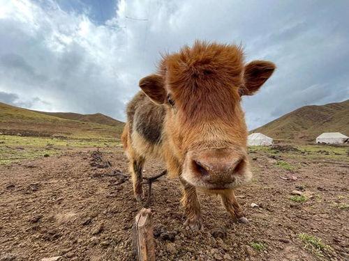带你吃瓜吃羊的羊,带你领略“吃瓜吃羊”的独特羊文化之旅