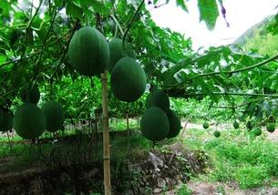 吊瓜是吃瓜还是吃籽,是品味甘甜还是咀嚼籽香?