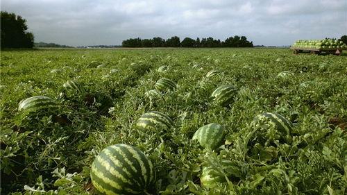 吃瓜还得知识渊博,轻松吃瓜,知识渊博两不误