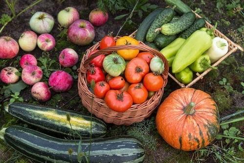 为什么吃瓜要叫沙瓜