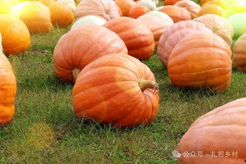 南瓜种子吃瓜花